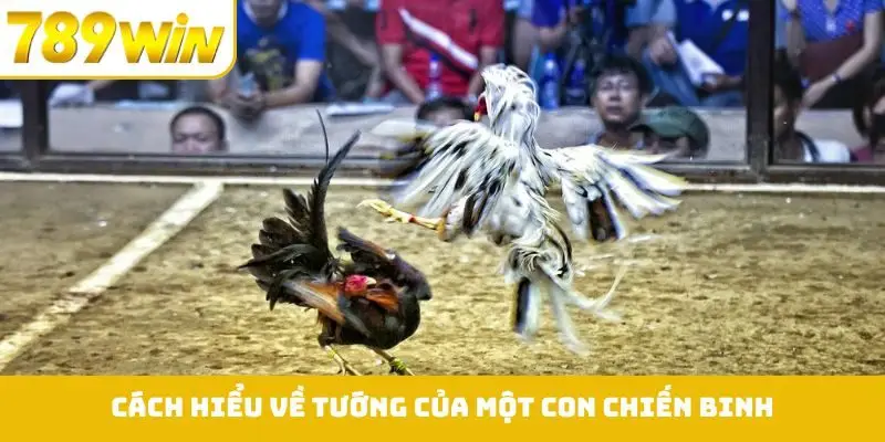 Cách hiểu về tướng của một con chiến binh