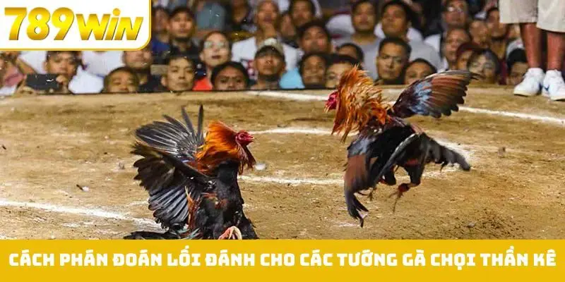 Mẹo để chọn gà chọi bách chiến bách thắng