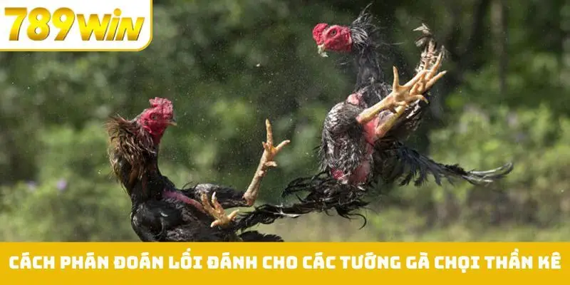 Cách phán đoán lối đánh cho các tướng gà chọi thần kê
