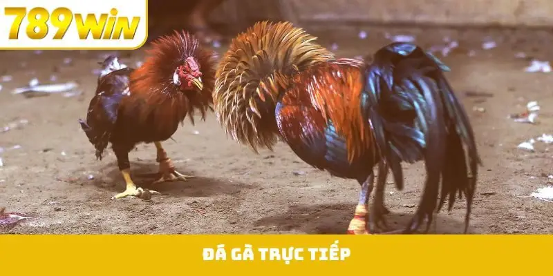 Đá Gà Trực Tiếp