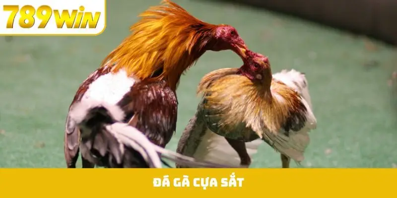 Đá Gà Cựa Sắt