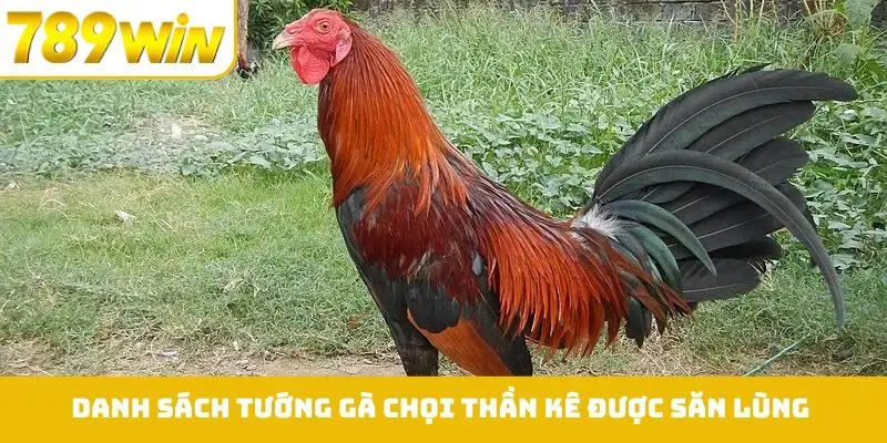 Danh sách tướng gà chọi thần kê được săn lùng khi cá cược