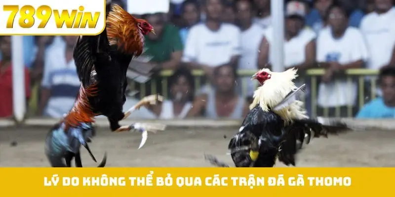 Lý do đặc biệt khiến bạn không thể bỏ qua các trận đá gà Thomo