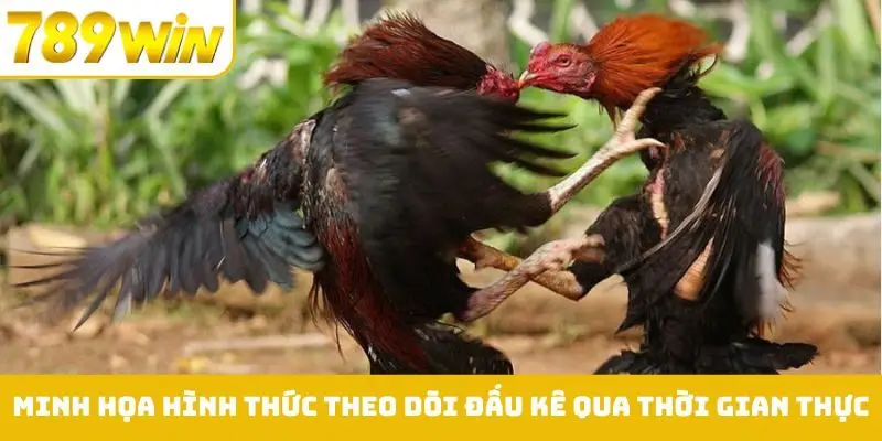Minh họa hình thức theo dõi đấu kê qua thời gian thực