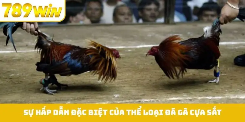 Sự hấp dẫn đặc biệt của thể loại đá gà cựa sắt