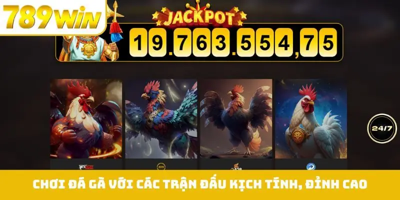 Chơi đá gà với các trận đấu kịch tính, đỉnh cao